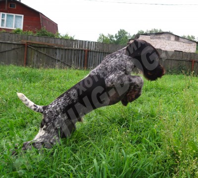 Щенок дратхаар